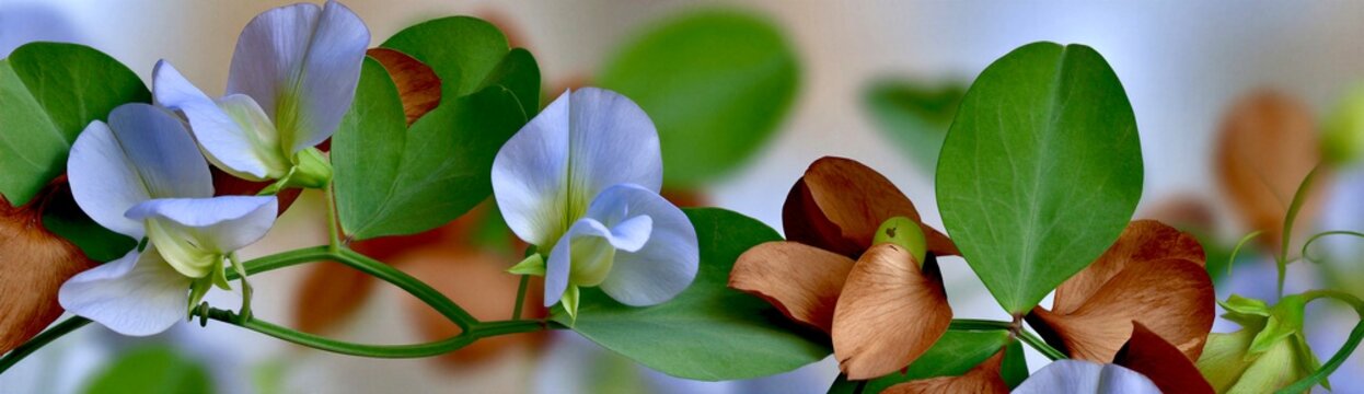 Pale Blue Sweet Pea Flowers Green Leaves and Brown Seed Pods Banner