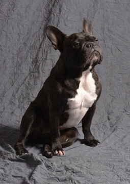 Bouledogue fran&ccedil;ais bring&eacute; fier