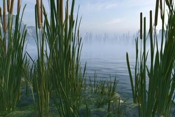 Obraz premium Pond edge at dawn with mist reeds frog, in shallow water with aquatic plants and soft reflections