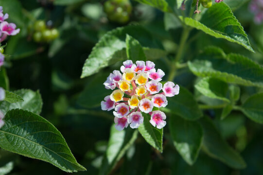 Colorful lantana flowers blooming on Lantana camara in Dalmatia, Croatia