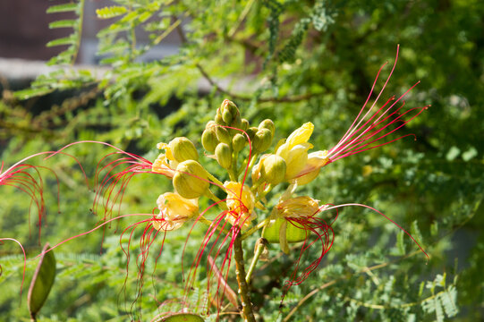 Yellow bird of paradise flowers (Caesalpinia gilliesii) with long red stamens in Dalmatia