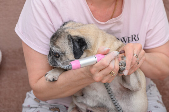 A devoted owner gently holds a pug in her arms while trimming its nails at home. The warm atmosphere and relaxed environment highlight the bond between pet and caregiver. Love fills the air as this