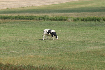 a cow is grazing in a green meadow in the dutch countryside in summer © Angelique