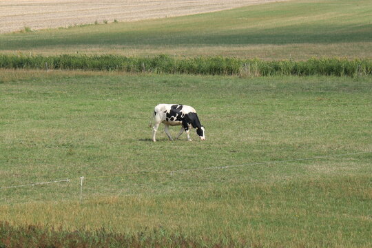 a cow is grazing in a green meadow in the dutch countryside in summer