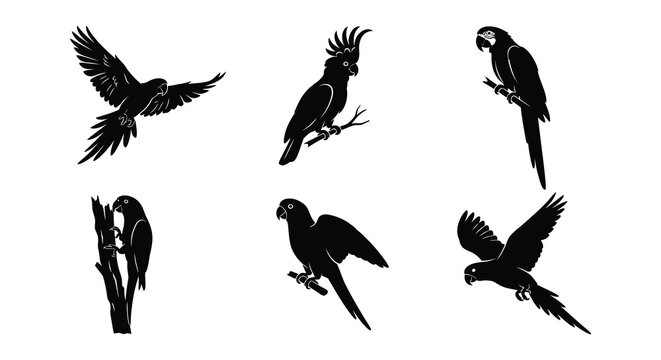 Black parrot silhouettes depict various flight poses and perching positions