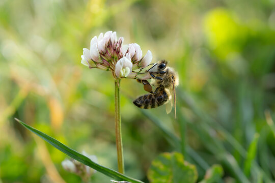 Honey bee gathering nectar on a white clover flower in a green meadow, close up macro shot with soft bokeh background.