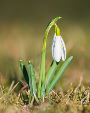 Beautiful single snowdrop flower blooming in early spring grass, close up shot with soft background bokeh.