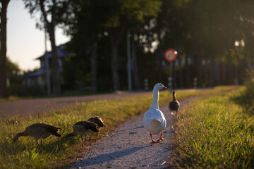 White goose walking along dirt path with ducks grazing in grass and red road sign in background © Ivica Drusany