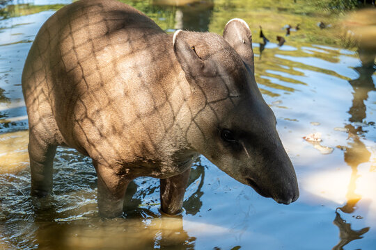 Tapir standing in shallow water under dappled sunlight