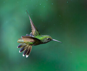 Colibri esmeralda © Sergio