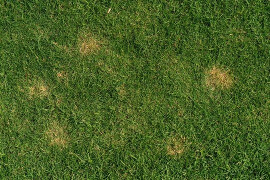 Patches of dead, brown grass interrupt lush green lawn