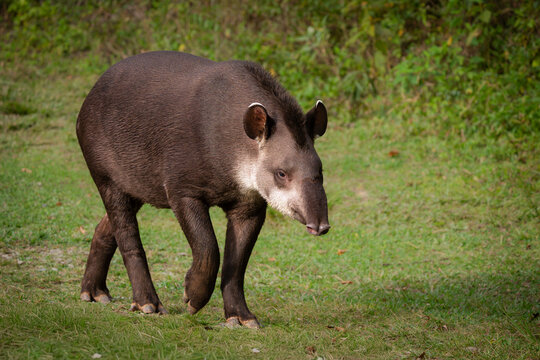 Tapir o anta