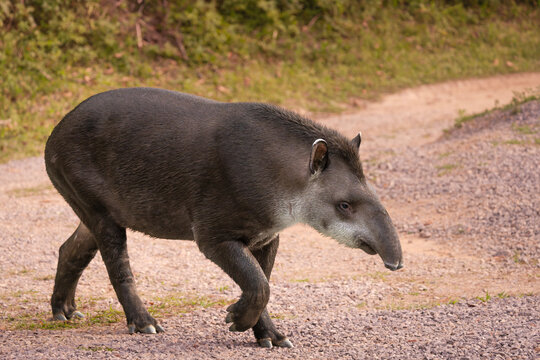 Tapir o anta mam&iacute;fero americano