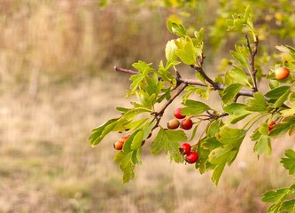 Red hawthorn berries on branch crataegus monogyna autumn © Alpaka