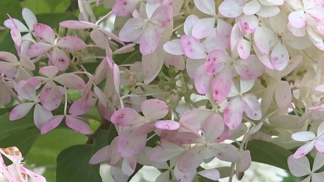 Close-up view of white and pink flowers blooming in a garden during daytime