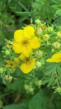 Bright yellow flowers bloom in a garden during late spring