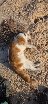 Gato atropellado , Mascota muerta en el arc&eacute;n al escapar de su hogar