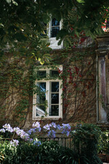Fototapeta premium Classic white window in ivy covered stone wall with purple flowers in foreground
