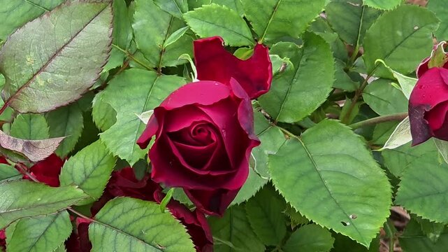 Close up of a red rose and its green leaves in a garden during daytime