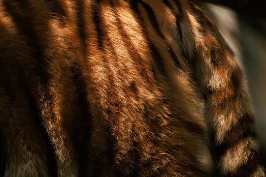 Close up view of a tiger's orange and black striped fur coat with a portion of its tail visible. Stock background photo