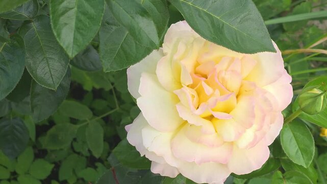 Colorful rose blooms in a garden during summer