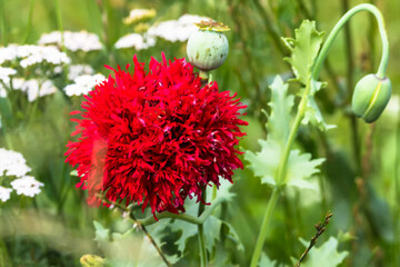 Pierzasty czerwony mak piwoniowy (Papaver paeoniflorum) w rozkwicie wśród zielonych liści i białych kwiatów. Żywe płatki mają frędzlowatą fakturę, otoczone ulistnionymi łodygami i okrągłymi strąkami  © Grzegorz