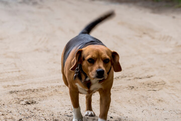 Pies w typie beagle spaceruje leśną ścieżką, merdając ogonem w letnie popołudnie. Ma uniesiony ogon i nosi obrożę z adresówką. Ścieżka ma piaszczystą powierzchnię i znajduje się w plenerze © Grzegorz
