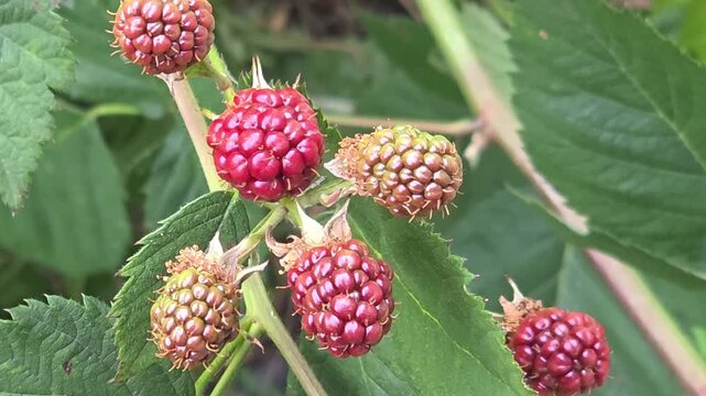 Blackberries growing on a bush in a garden during summer months