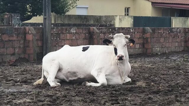 Bull resting on muddy ground in a rural farmyard and looking toward the camera near a traditional countryside house.