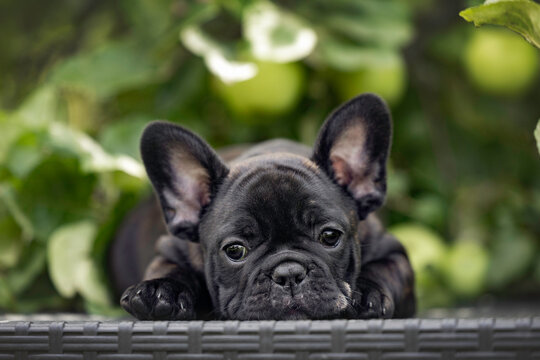 cute brindle french bulldog puppy lying down outdoors in summer