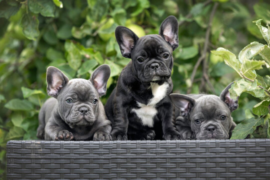 three adorable french bulldog puppies posing together outdoors