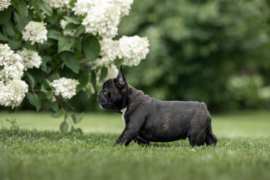 cute french bulldog puppy walking in the garden in summer