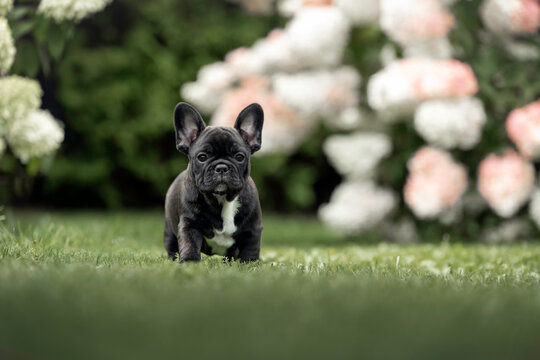 cute brindle french bulldog puppy walking in the park in summer