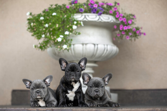 three cute french bulldog puppies posing together outdoors