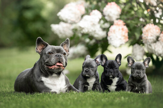 french bulldog dog and her three puppies posing on grass together