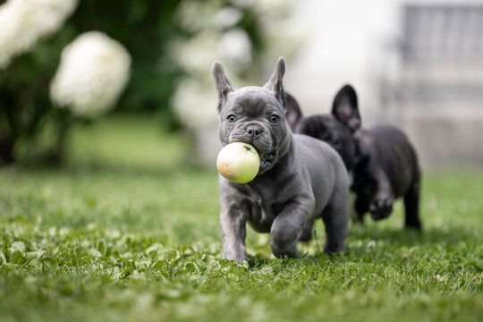 happy french bulldog puppy running with an apple outdoors in summer