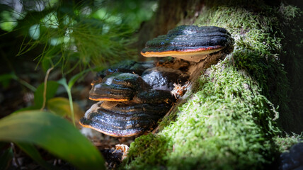 Bracket fungus or shelf mushroom growing on mossy tree trunk in forest © Simas