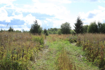 Fototapeta premium path in the forest