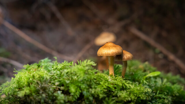 Two small wild brown mushrooms growing in vibrant green moss on forest floor