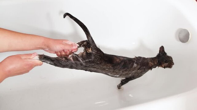 Top view shows cat receiving shampoo on its hind legs in bathtub. Feline comically lifts its legs during gentle washing and home grooming.