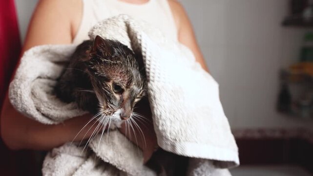 Wet cat rests in owners hands wrapped in towel after bathing. Female hands rub its fur instead of using gentle patting motions during drying.