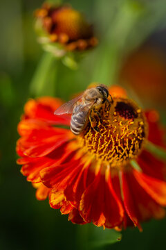 Bee pollinating orange flower in garden
