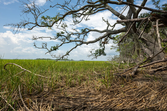 Green grass and trees by a field under a cloudy sky in a rural area