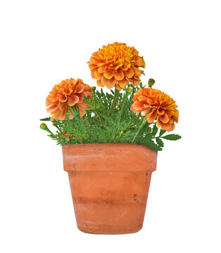 Front view of blooming orange marigold flower in rustic terracotta pot with green foliage isolated on transparent background.