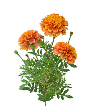 Front view of orange marigold flower bouquet with green stem and feathery leaf isolated on transparent background showing cut flower arrangement