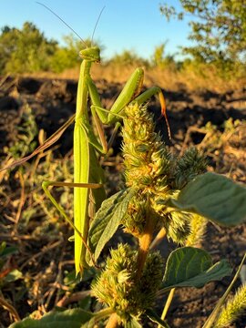 A mantis on pigweed in a field.