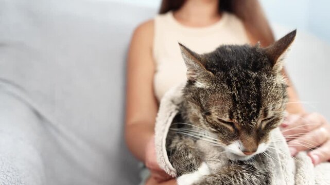 Towel wrapped cat rests on owners lap after bathing. Extreme close up captures active paw licking during natural grooming and recovery.