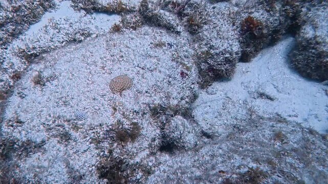 Marine Life and Ocean: 4K Underwater Video of an Inshore Lizardfish Camouflaged on the Sandy Sea Floor in Key Largo, Florida