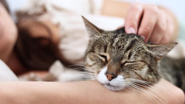 Close up shows serene gray tabby resting in owners care. Gentle touch across its head keeps relaxed feline peaceful and content.