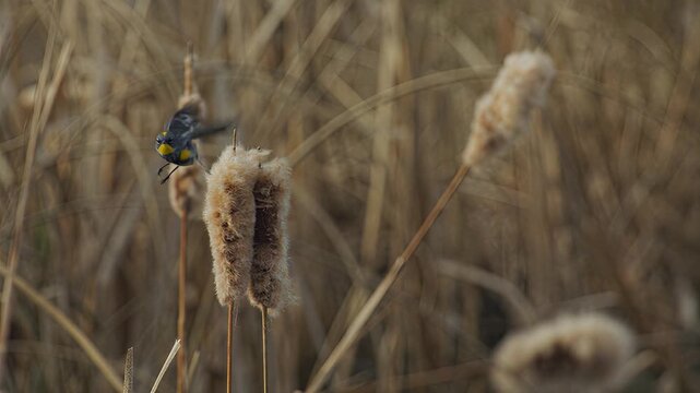 Small yellow-breasted bird perched on a cattail in a marshy wetland